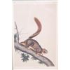 Image 3 : Bowen Lithograph Red Tailed Squirrel by Audubon