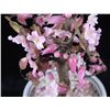 Image 8 : Carved Jade Cherry Blossom Tree Japanese Bowl