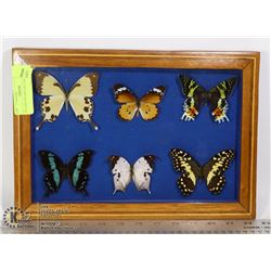 ENCASED FRAMED BUTTERFLIES