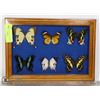 Image 1 : ENCASED FRAMED BUTTERFLIES
