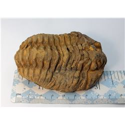 4)  NATURAL 400 MILLION YEAR OLD TRIBOLITE