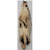 Image 2 : Montana Taxidermy Badger Fur Hide Pelt w/ Claws