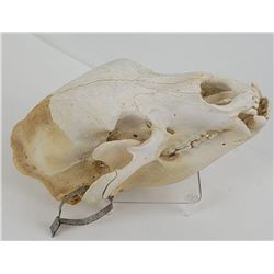 Alaskan Black Bear Skull Taxidermy