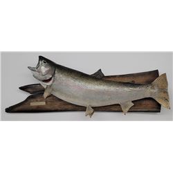 Lake Michigan Trophy Rainbow Trout Fish Taxidermy