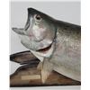 Image 2 : Lake Michigan Trophy Rainbow Trout Fish Taxidermy