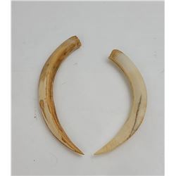 Pair of Boar Teeth From the South Pacific WW2