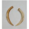 Image 1 : Pair of Boar Teeth From the South Pacific WW2