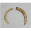 Image 2 : Pair of Boar Teeth From the South Pacific WW2