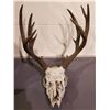 Image 1 : ANIMAL SKULL WITH ANTLERS