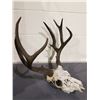 Image 2 : ANIMAL SKULL WITH ANTLERS