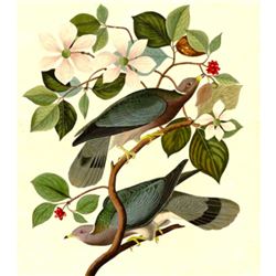 c1946 Audubon Print, #367 Band-Tailed Pigeon