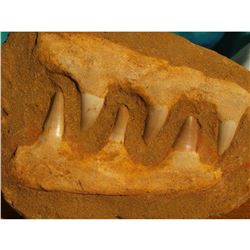 Nice Prehistoric Fossil Specimen, Mosasaur Dinosaur Jaw