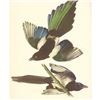 Image 1 : c1950 Audubon Print, American Magpie