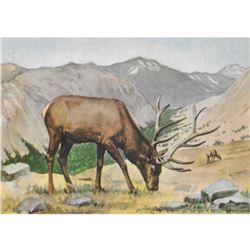 1920's Elk Color Lithograph Print