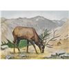 Image 1 : 1920's Elk Color Lithograph Print