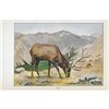 Image 2 : 1920's Elk Color Lithograph Print
