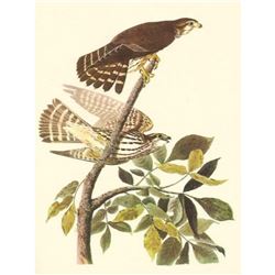 c1950 Audubon Print, Merlin or Pigeon Hawk