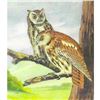 Image 1 : 1920's Screech Owl Color Lithograph Print