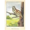 Image 3 : 1920's Screech Owl Color Lithograph Print