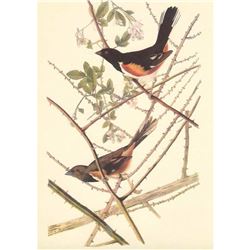 c1950 Audubon Print, Towhee