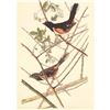 Image 1 : c1950 Audubon Print, Towhee