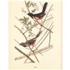 Image 2 : c1950 Audubon Print, Towhee