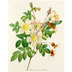After Pierre-Jospeh Redoute, Floral Print, #130 Rosier de Candolle Variete (Rose)