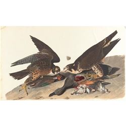 c1946 Audubon Print, #16 Duck Hawk