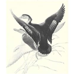 1950 Menaboni Print, Black Duck ( Black & White )