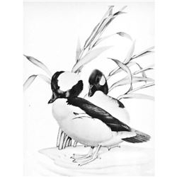 1950 Menaboni Print, Bufflehead ( Black/White )
