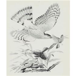 1950 Menaboni Print, Sharp-skinned Hawk & Indigo Bunting ( Black & White )