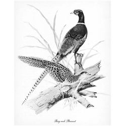 1950 Menaboni Print, Ring-necked Pheasant (Black/White )
