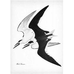 1950 Menaboni Black & White Print, Black Skimmer Bird