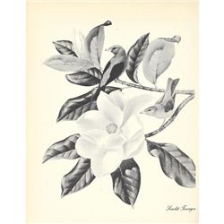 1950 Menaboni Print, Scarlet Tanager ( Black & White )