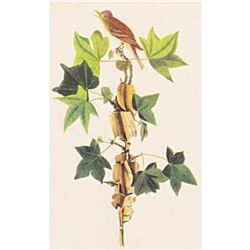 c1950 Audubon Print, Alderor Traill's, Flycatcher