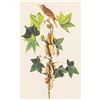 Image 1 : c1950 Audubon Print, Alderor Traill's, Flycatcher