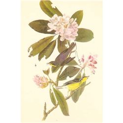 c1950 Audubon Print, Canadian Warbler