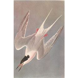 c1950 Audubon Print, Roseate Tern