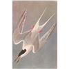 Image 1 : c1950 Audubon Print, Roseate Tern