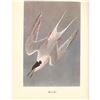 Image 2 : c1950 Audubon Print, Roseate Tern