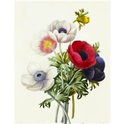 After Pierre-Jospeh Redoute, Floral Print, #7 Anemone simple