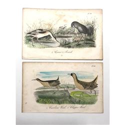 Pair of 18thc Hand-colored Engravings, Crane, Avoset, Carolina Rail, Clapper Rail