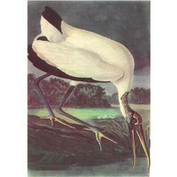c1950 Audubon Print, Wood Ibis