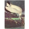 Image 1 : c1950 Audubon Print, Wood Ibis