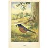 Image 2 : 1920's Robin Color Lithograph Print