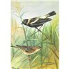 Image 1 : 1920's Bobolink Color Lithograph Print