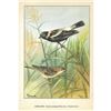 Image 2 : 1920's Bobolink Color Lithograph Print