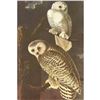 Image 1 : c1950 Audubon Print, Snowy Owl