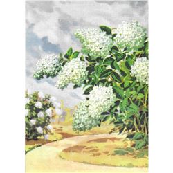 1920's Hydrangea Color Lithograph Print