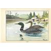Image 2 : 1920's Loon Color Lithograph Print